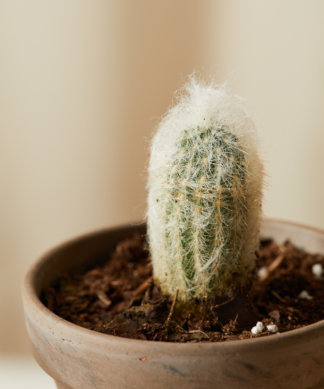 Buy Homeforest Potted Sonoran Cactus Collection